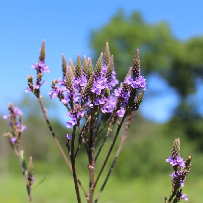 Echtes Eisenkraut (Verbena Officinalis) 3 Echtes Eisenkraut (Verbena Officinalis)