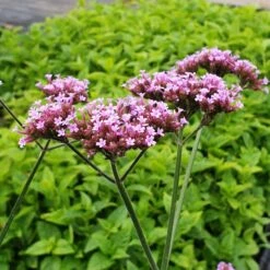 Patagonisches Eisenkraut (Verbena Bonariensis) Violet Blue -LICHTNELKE Geschäft verbena bonariensis1 Staudengrtnerei Bargest