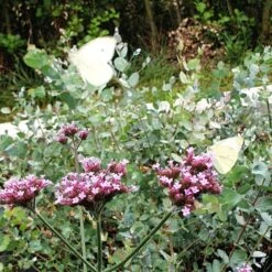Patagonisches Eisenkraut (Verbena Bonariensis) Violet Blue -LICHTNELKE Geschäft verbena bonariensis2 Staudengrtnerei Bargest
