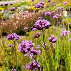 Patagonisches Eisenkraut (Verbena Bonariensis) Violet Blue -LICHTNELKE Geschäft verbena bonariensis3 Staudengrtnerei Bargest