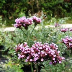 Patagonisches Eisenkraut (Verbena Bonariensis) Violet Blue -LICHTNELKE Geschäft verbena bonariensis Staudengrtnerei Bargest
