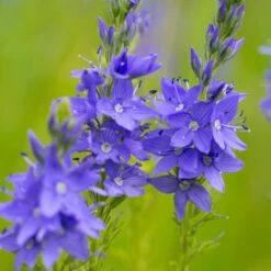 Österreichischer Ehrenpreis (Veronica Austriaca) Königsblau