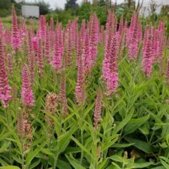 Ehrenpreis (Veronica) VERONIQUE Pink -LICHTNELKE Geschäft veronica ehrenpreis veronique pink lichtnelke owz i