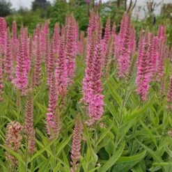 Ehrenpreis (Veronica) VERONIQUE Pink -LICHTNELKE Geschäft veronica ehrenpreis veronique pink lichtnelke owz v
