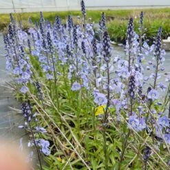 Enzian-Ehrenpreis (Veronica Gentianoides) Maihimmel -LICHTNELKE Geschäft veronica gentianoides enzian ehrenpreis lichtnelke owz i