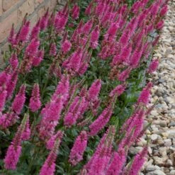 Ähriger Ehrenpreis (Veronica Spicata) Bubblegum Candles 7 Ähriger Ehrenpreis (Veronica Spicata) Bubblegum Candles -LICHTNELKE Geschäft veronica spicata aehriger ehrenpreis bubblegum candles vf i sk