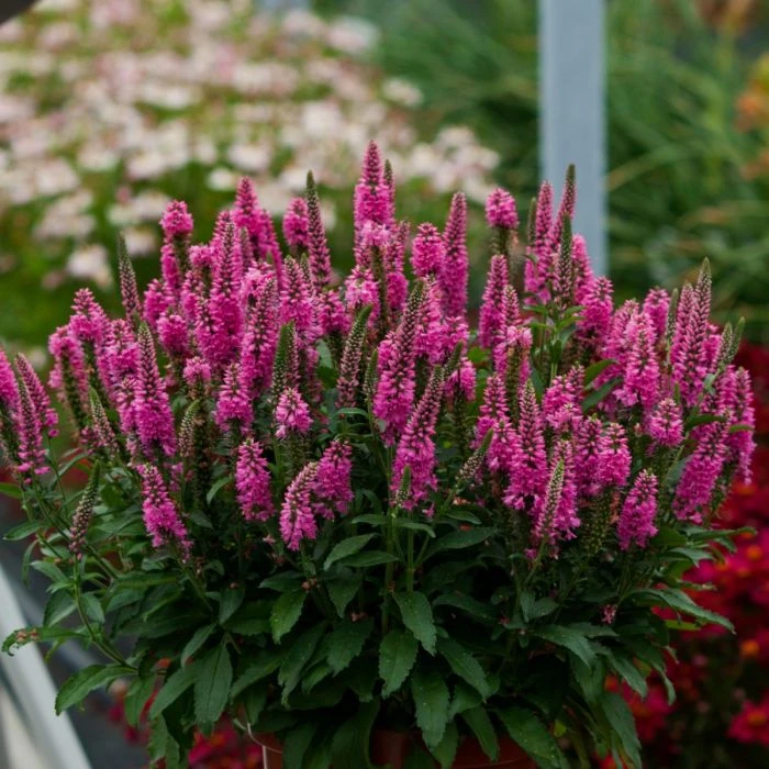 Ähriger Ehrenpreis (Veronica Spicata) Bubblegum Candles 4 Ähriger Ehrenpreis (Veronica Spicata) Bubblegum Candles – Bild 2
