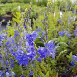 5 Pflanzen (farbkräftige Kübel-Pflanzen Für Balkon Und Terrasse) Mix -LICHTNELKE Geschäft veronica teucrium ehrenpreis knallblau lichtnelke mix