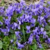 Duftveilchen (Viola Odorata ) Königin Charlotte -LICHTNELKE Geschäft viola odorata duftveilchen koenigin charlotte adobestock 491097870 sk