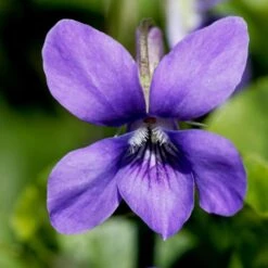 Duftveilchen (Viola Odorata ) Königin Charlotte -LICHTNELKE Geschäft viola odorata duftveilchen koenigin charlotte adobestock 589663406 sk