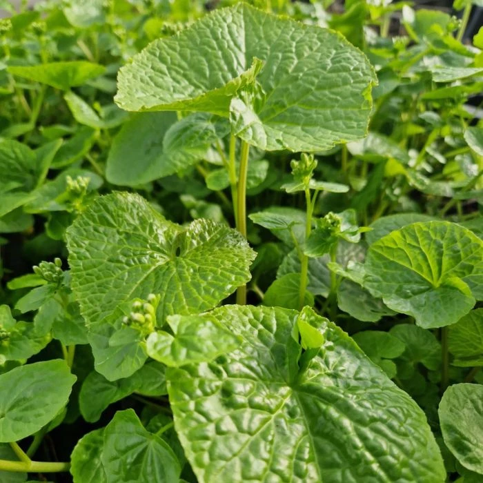 Echter Wasabi (Wasabia Japonica) Mephisto Green 4 Echter Wasabi (Wasabia Japonica) Mephisto Green – Bild 2