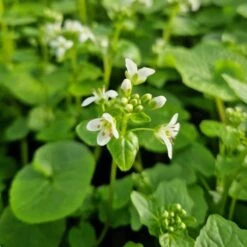 Echter Wasabi (Wasabia Japonica) Mephisto Green 7 Echter Wasabi (Wasabia Japonica) Mephisto Green -LICHTNELKE Geschäft wasabia japonica echter wasabi mephisto green lichtnelke owz iv