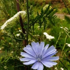 Wegwarte (Cichorium Intybus) -LICHTNELKE Geschäft wegwarte1 Staudengrtnerei Bargest