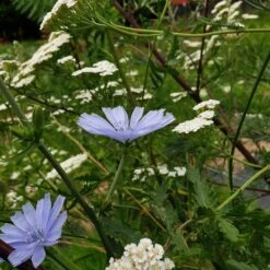 Wegwarte (Cichorium Intybus) -LICHTNELKE Geschäft wegwarte2 Staudengrtnerei Bargest