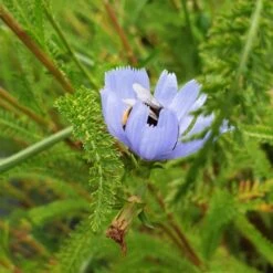 Wegwarte (Cichorium Intybus) -LICHTNELKE Geschäft wegwarte3 Staudengrtnerei Bargest