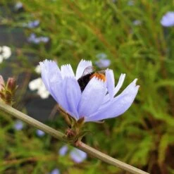 Wegwarte (Cichorium Intybus) -LICHTNELKE Geschäft wegwarte4 Staudengrtnerei Bargest