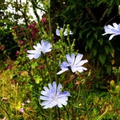 Wegwarte (Cichorium Intybus) -LICHTNELKE Geschäft wegwarte5 Staudengrtnerei Bargest