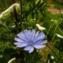 Wegwarte (Cichorium Intybus) -LICHTNELKE Geschäft wegwarte Staudengrtnerei Bargest