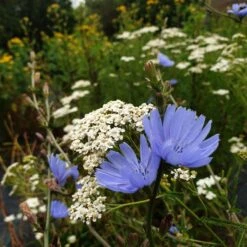 Wegwarte (Cichorium Intybus) -LICHTNELKE Geschäft wegwarte schargarbe proa1 Staudengrtnerei Bargest