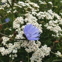 Wegwarte (Cichorium Intybus) -LICHTNELKE Geschäft wegwarte schargarbe proa2 Staudengrtnerei Bargest