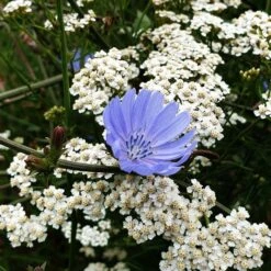 Wegwarte (Cichorium Intybus) -LICHTNELKE Geschäft wegwarte schargarbe proa3 Staudengrtnerei Bargest