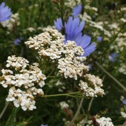 Wegwarte (Cichorium Intybus) -LICHTNELKE Geschäft wegwarte schargarbe proa Staudengrtnerei Bargest