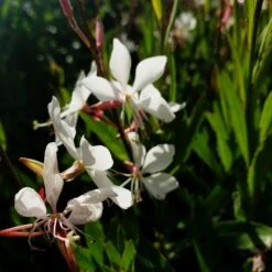 Prachtkerze (Gaura Lindheimerii) Whirling Butterflies -LICHTNELKE Geschäft whirling butterflies1 Staudengrtnerei Bargest