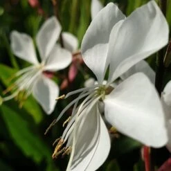 Prachtkerze (Gaura Lindheimerii) Whirling Butterflies -LICHTNELKE Geschäft whirling butterflies3 Staudengrtnerei Bargest
