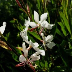 Prachtkerze (Gaura Lindheimerii) Whirling Butterflies -LICHTNELKE Geschäft whirling butterflies4 Staudengrtnerei Bargest