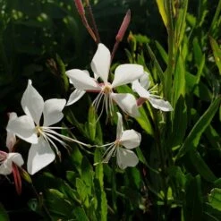 Prachtkerze (Gaura Lindheimerii) Whirling Butterflies -LICHTNELKE Geschäft whirling butterflies5 Staudengrtnerei Bargest