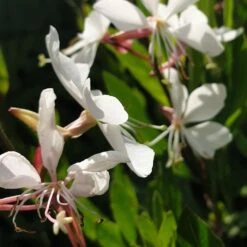 Prachtkerze (Gaura Lindheimerii) Whirling Butterflies -LICHTNELKE Geschäft whirling butterflies Staudengrtnerei Bargest