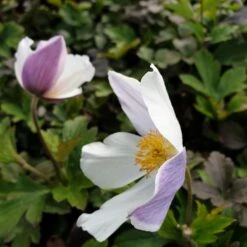 Herbst Anemone (Anemone Japonica) Wild SWAN®