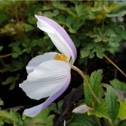 Herbst Anemone (Anemone Japonica) Wild SWAN® -LICHTNELKE Geschäft wildswan2 Staudengrtnerei Bargest