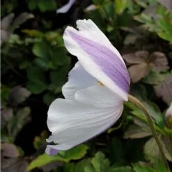 Herbst Anemone (Anemone Japonica) Wild SWAN® -LICHTNELKE Geschäft wildswan3 Staudengrtnerei Bargest