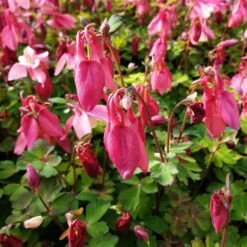 Akelei (Aquilegia Flabellata) SPRING MAGIC Rose White -LICHTNELKE Geschäft winky rot1 Staudengrtnerei Bargest