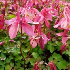 Akelei (Aquilegia Flabellata) SPRING MAGIC Rose White -LICHTNELKE Geschäft winky rot2 Staudengrtnerei Bargest