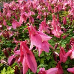 Akelei (Aquilegia Flabellata) SPRING MAGIC Rose White -LICHTNELKE Geschäft winky rot Staudengrtnerei Bargest